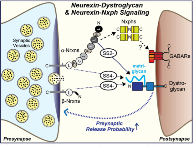 Neurexin-Dystroglycan Complexes